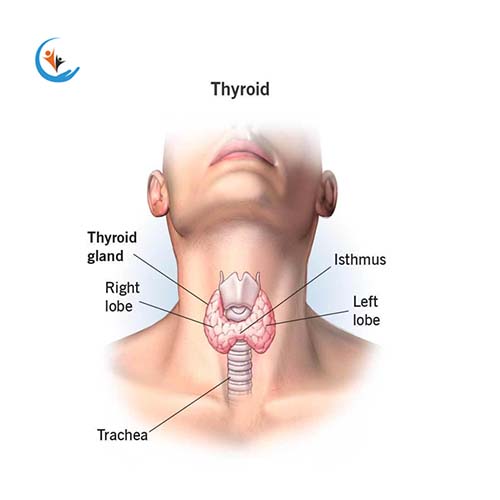 Thyroid