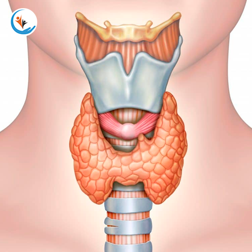 Thyroid